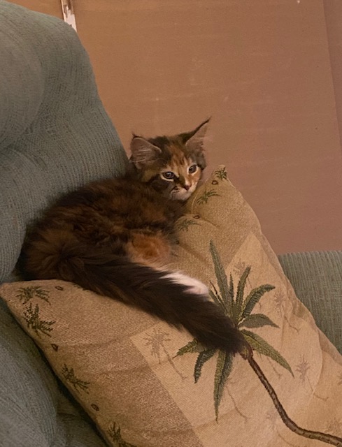 Tiki Kai Maine Coon Cattery image 5