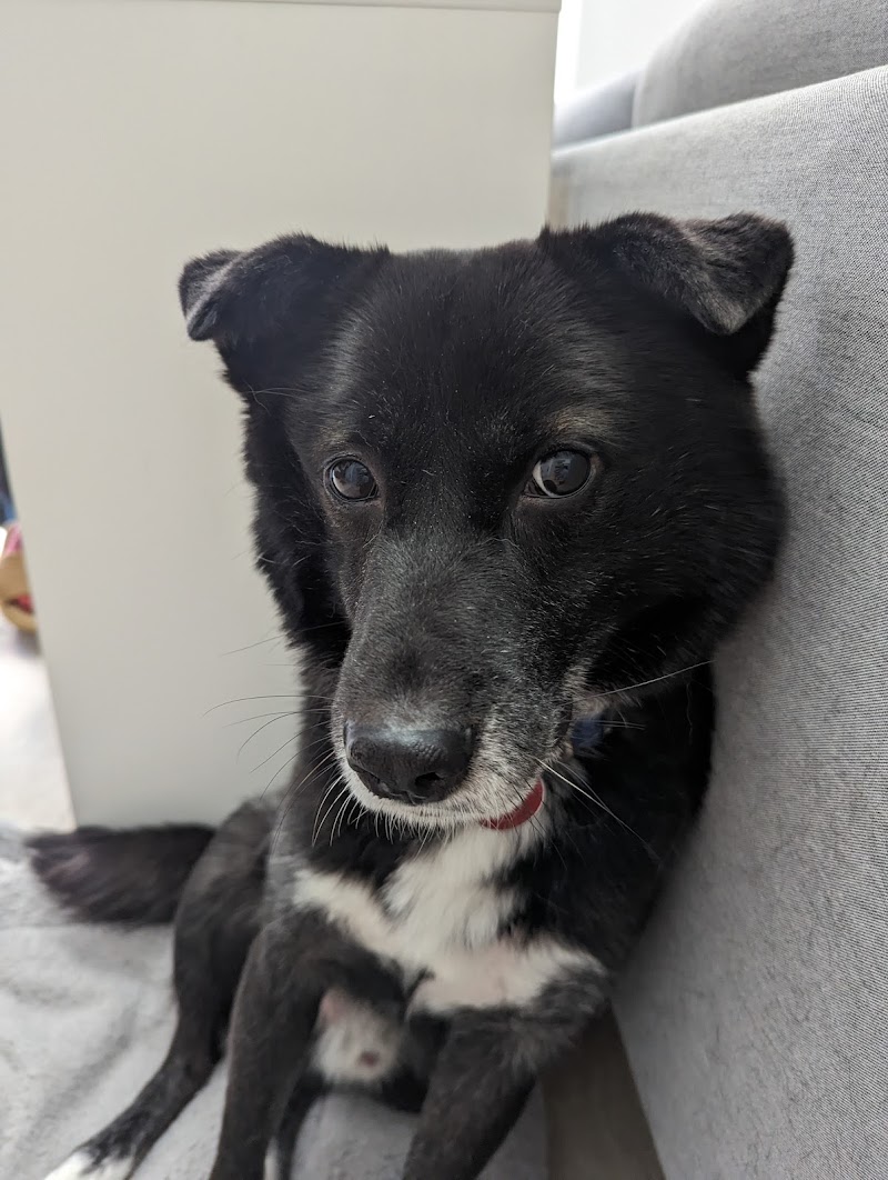 4th Street Pet Hospital image 2