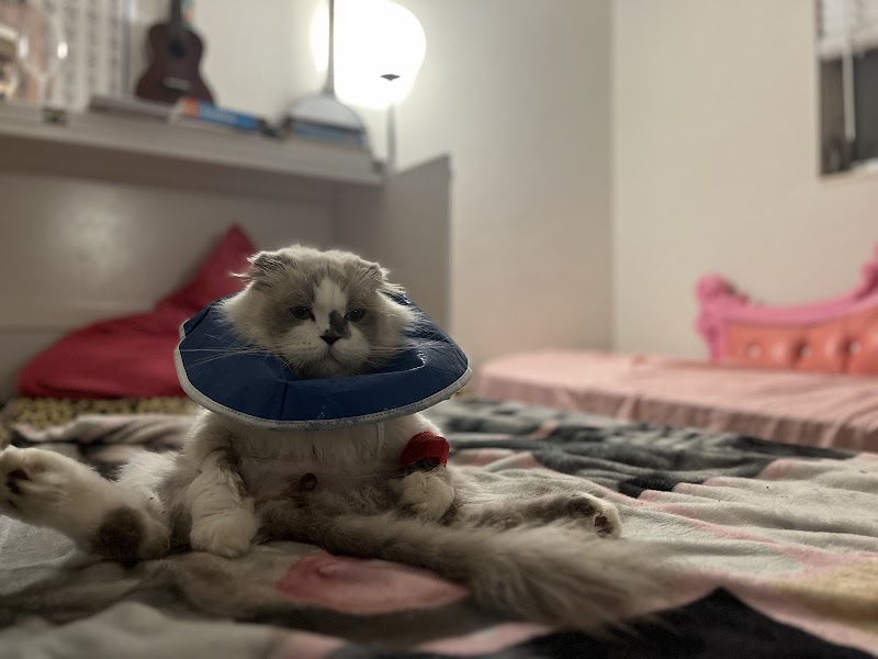 4th Street Pet Hospital image 3