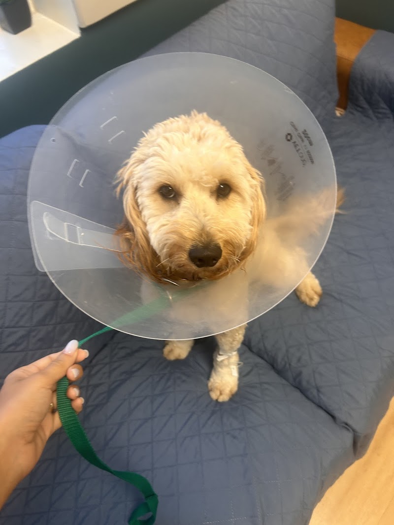 Beacon Emergency Veterinary Hospital image 3