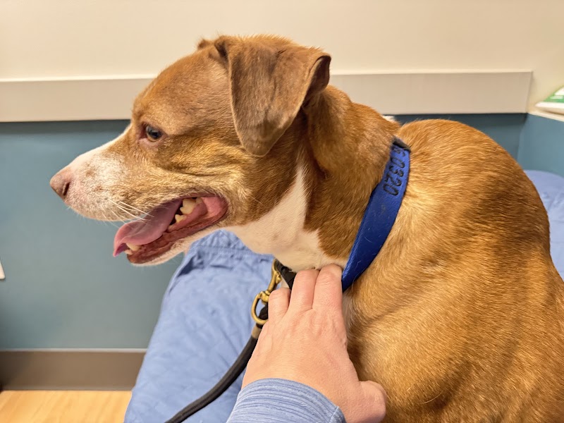 Beacon Emergency Veterinary Hospital image 4