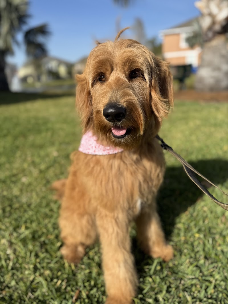 Dog Crafters ️ image 2