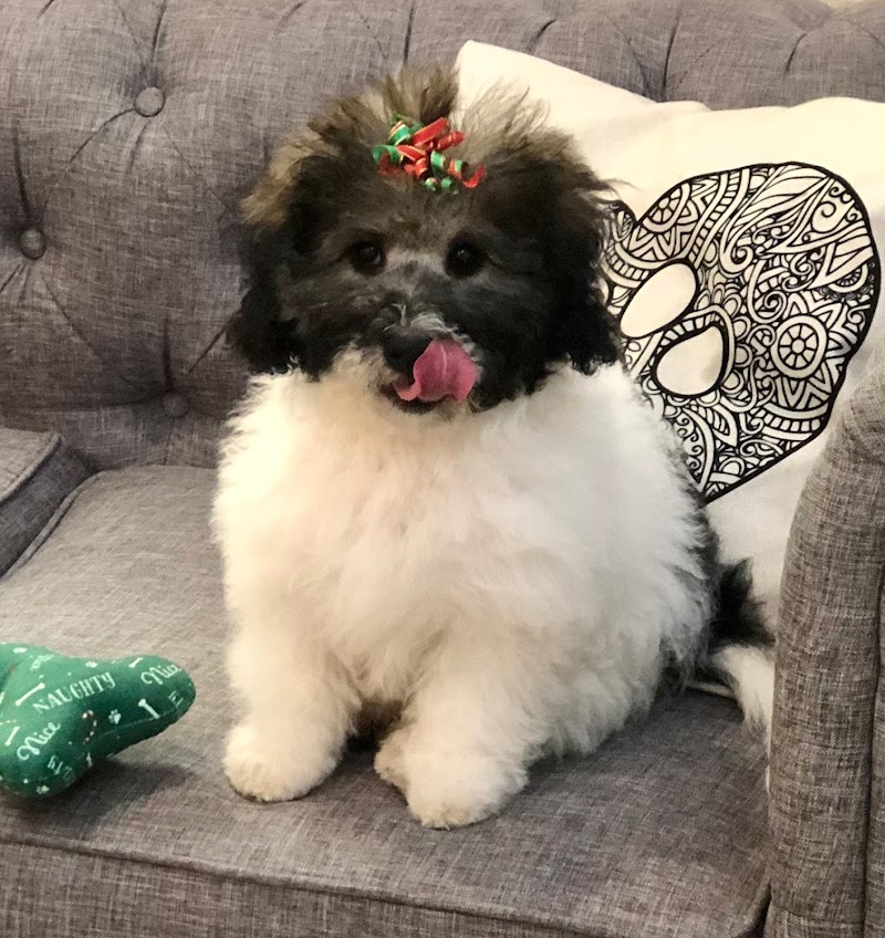 Dog Crafters ️ image 5