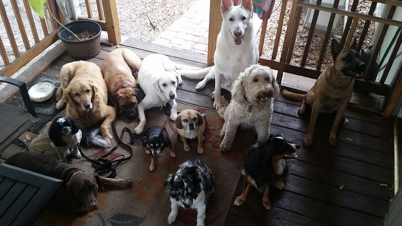 The Canine Professor image 1