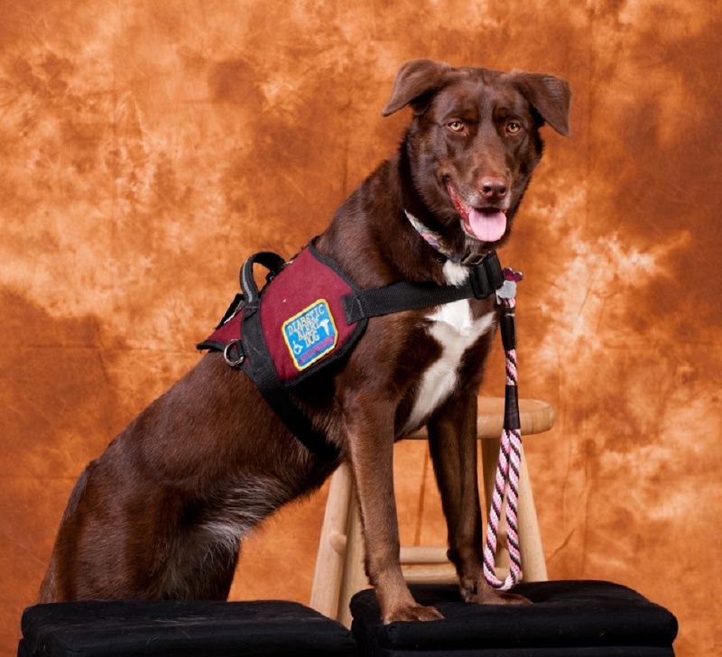 The Canine Professor image 2