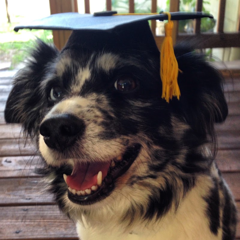 The Canine Professor image 3